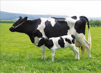 Bovina da latte e vitello